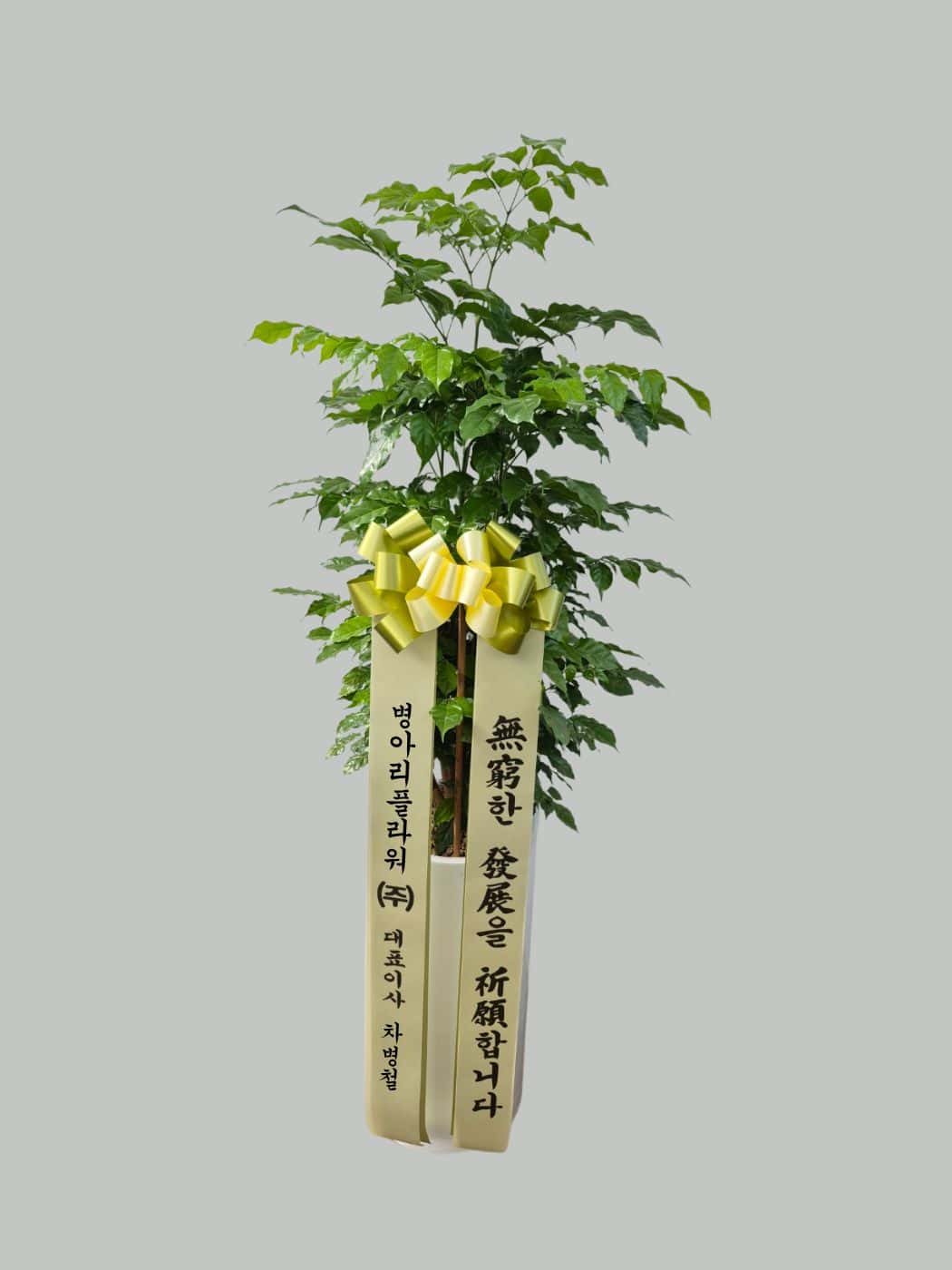 녹보수 썸네일 2