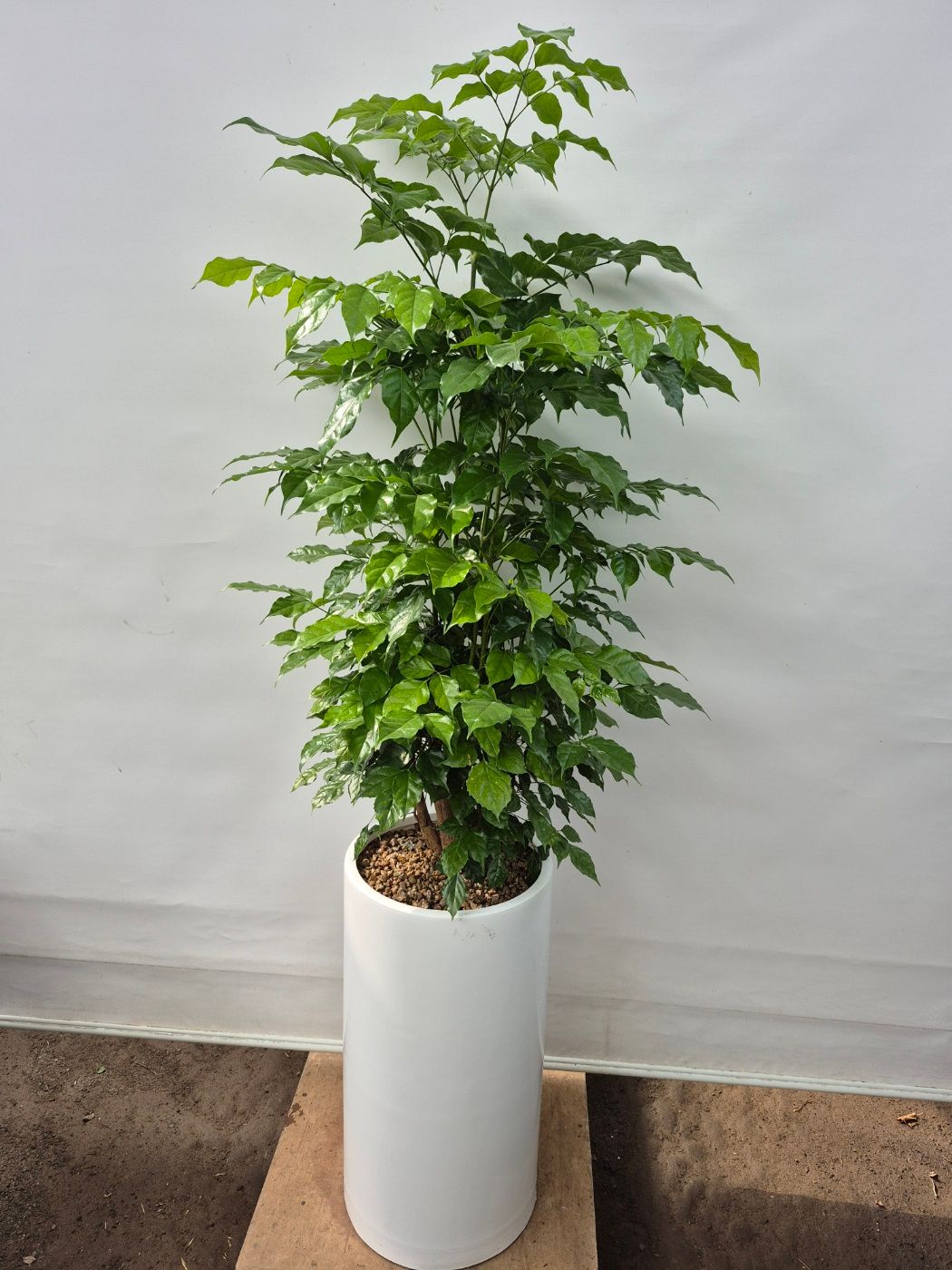 테스트제품 - 이미지 1