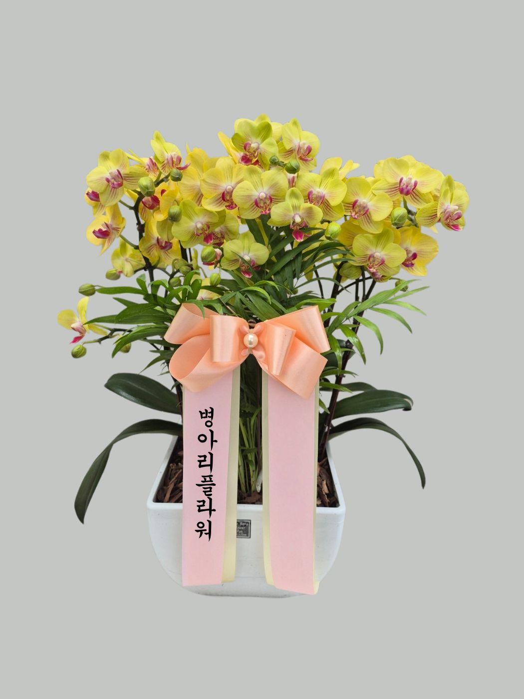 서양난 - 이미지 1